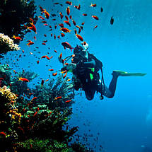 Дайвінг і підводне полювання