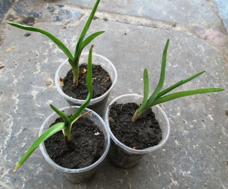 Лілейник Жовтий, ранній. Розсада в контейнерах Д5., фото 1