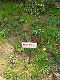Табличка на ніжці "Вигул собак заборонено" 120*240мм, одностороння, фото 4