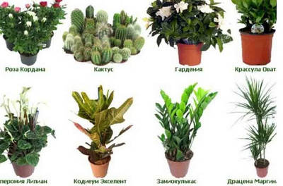 Рослини, квіти