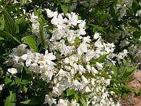 Дейція karlikova Юкі Сноуфлейк С1 (дейція Deutzia 'Yuki Криву')