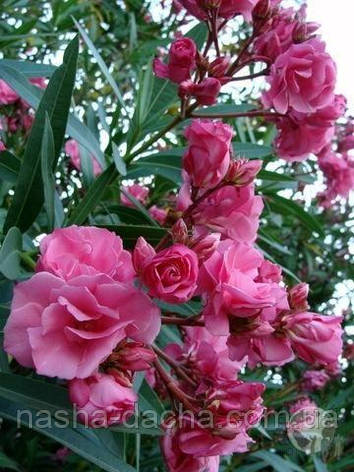 Олеандр Double Pink, фото 1