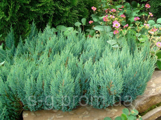 Ялівець горизонтальний Грей Перл (можжевельник Juniperus horizontalis 'Grey Pearl') - фото 2 - id-p1165104868