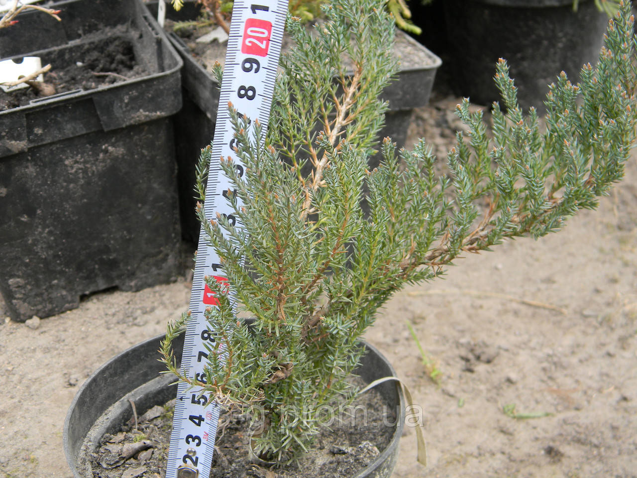 Ялівець горизонтальний Грей Перл (можжевельник Juniperus horizontalis 'Grey Pearl') - фото 4 - id-p1165104868