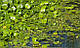 ЛІМНОБІУМ ГУБЧАСТИЙ для ставка і акваріуму, (доросла рослина), фото 7