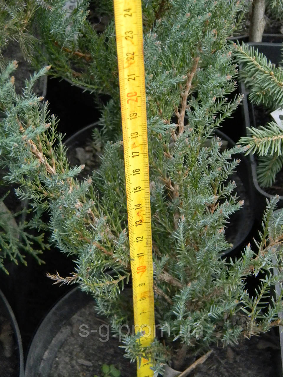 Ялівець горизонтальний Грей Перл (можжевельник Juniperus horizontalis 'Grey Pearl') - фото 5 - id-p1165104868