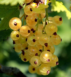 Смородина біла "Імператорська Жовта", 2 річна, напівупакована