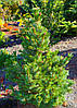 Сосна Остиста 2 річна, Сосна Остистая, Pinus aristata, фото 5