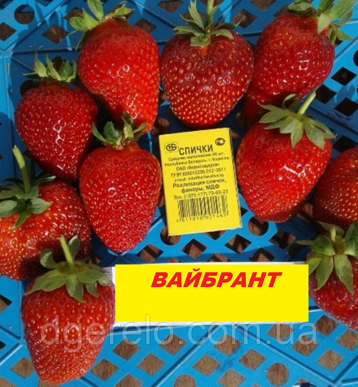Рання полуниця Вайбрант. Закрита коренева