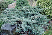 Ялівець козацький Блю Капет (ялівець Juniperus squamata 'Blue Carpet')