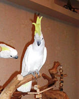 Великий жовтохохлий какаду / Cacatua galerita. (докорми)