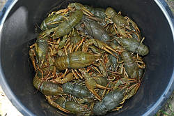 Ловля раків