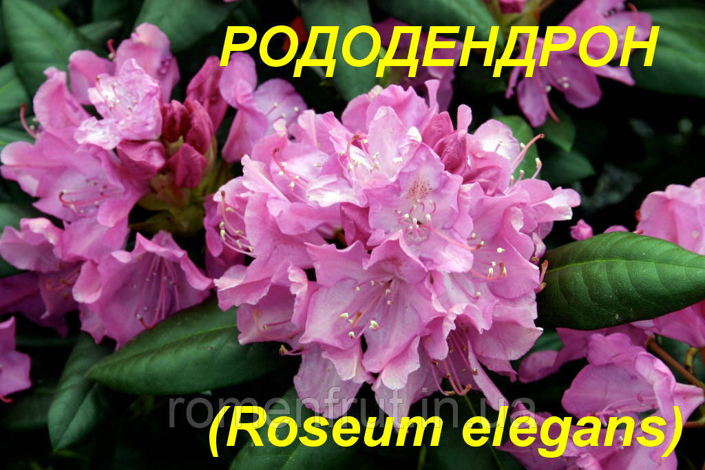 Купить Саженцы Рододендрона "Roseum Elegans" (ЗКС) 3 г., цена 200 грн ...