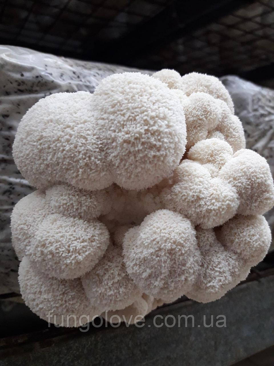Блоки для вирощування Геріцій гребінчастий Їжовик (Hericium erinaceus) ., фото 1