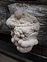 Блоки для вирощування Геріцій гребінчастий Їжовик (Hericium erinaceus) ., фото 8