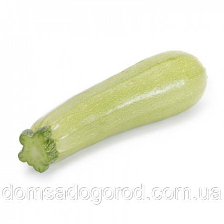 Кабачок МАНІСЕС F1 | MANISES F1 Rijk Zwaan 100 шт.