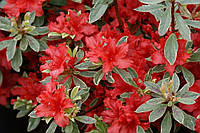 Рододендрон Хот Шот Варієгата / Rhododendron Variegata Hot Shot С7,5/Н30-40