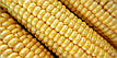 Насіння цукрової кукурудзи Іммітатор 100шт, фото 2