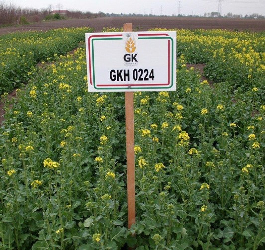 Насіння ріпаку ГКХ 0224