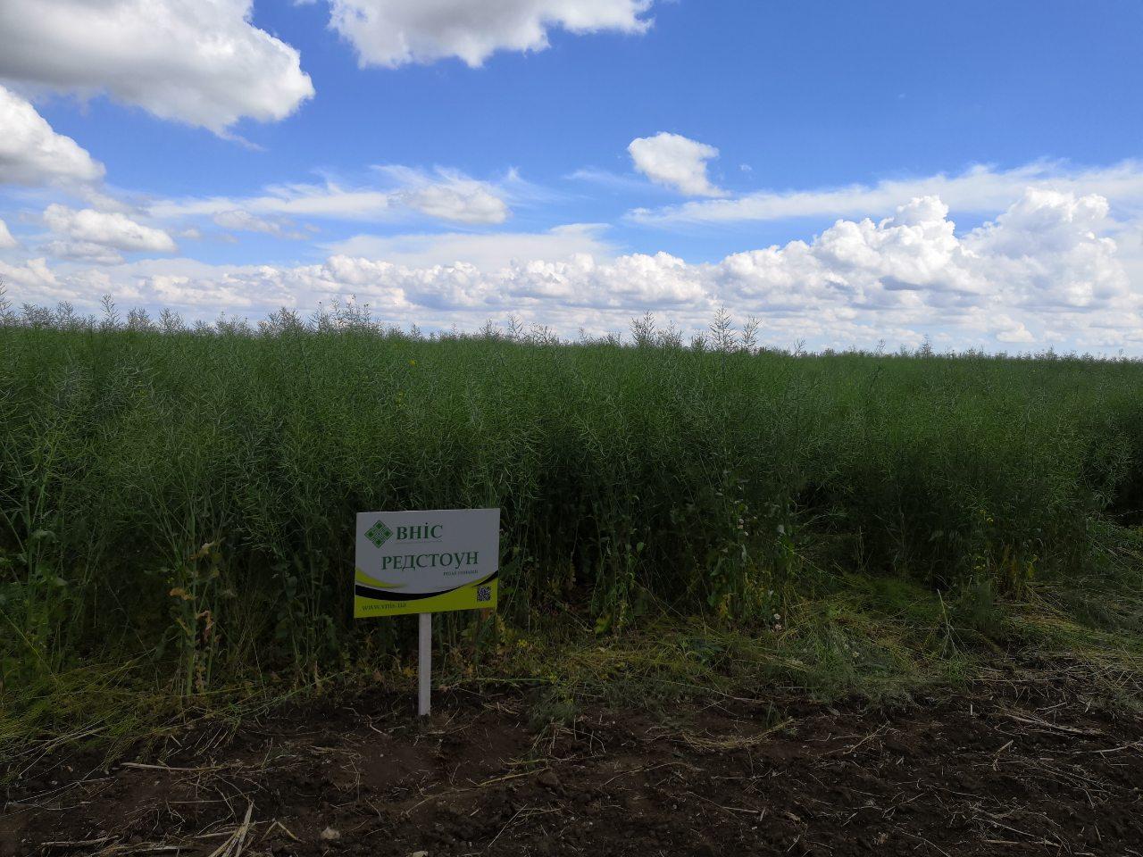 Насіння ріпаку Редстоун