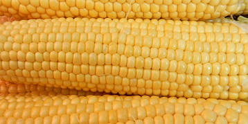 Насіння цукрової кукурудзи Багратіон 100 шт