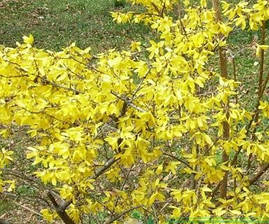 Форзиція корейська Kumson 3 річна, Форзиція корейська Кумсон, Forsythia koreana Kumson, фото 3