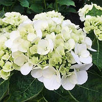 Гортензія великолиста Шакіра / Hydrangea macrophylla Shakira С10 / Н40-60