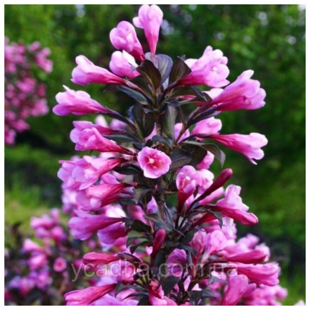 Вейгела Нана Пурпуреа\Weigela florida Nana Purpurea (горщик 0,5л)