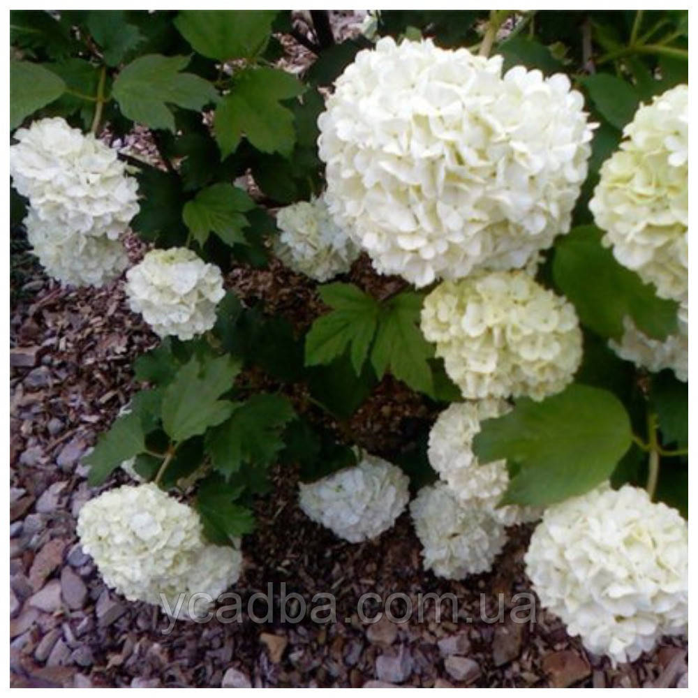 Калина Бульдонеш, фото 1