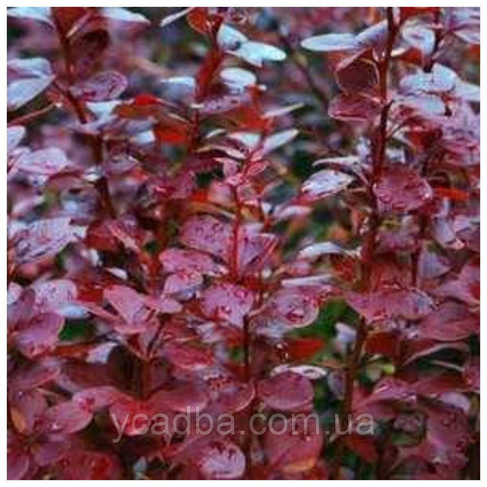 Барбарис Ред Піллар (горшик 0,5л), фото 1