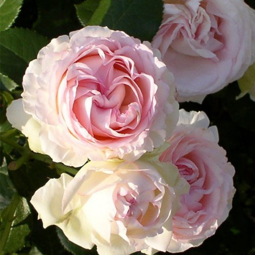 Троянда англійська сильноросла в'юнка/плетиста Heart of rose, саджанці