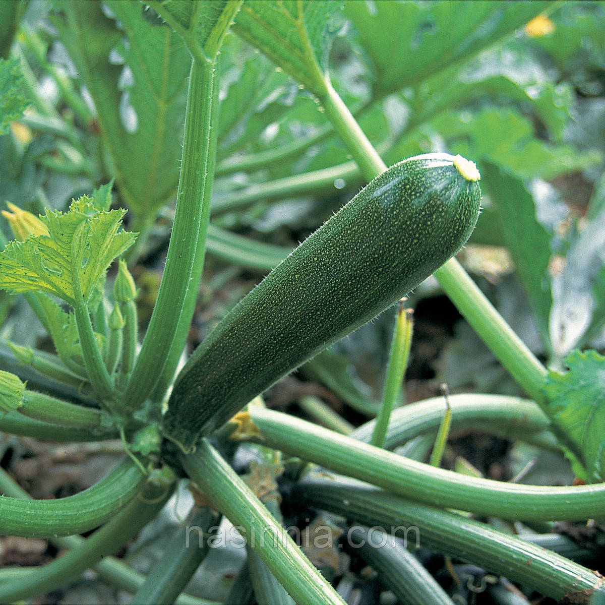 Кабачок Супремо F1 10 насінин, фото 1