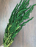 Стабілізований Амарант темно-зелений. Пучок (Букет) 40-70 см, фото 6