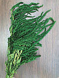 Стабілізований Амарант темно-зелений. Пучок (Букет) 40-70 см, фото 5
