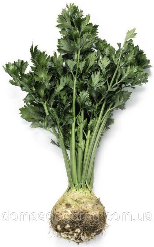 Селери МЕРГА MERGA Rijk Zwaan 10000 шт.