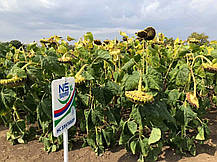 Семена подсолнечника НС-Х 6045 под Евролайтинг А-G+, фото 2