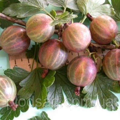 Аґрус Колобок