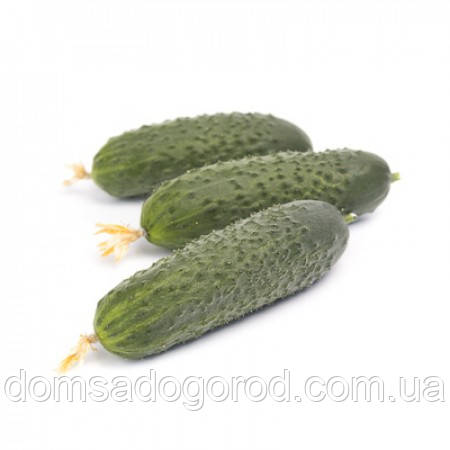 Огірок РОМАРА F1 | ROMARA F1 Rijk Zwaan 1000 насінин