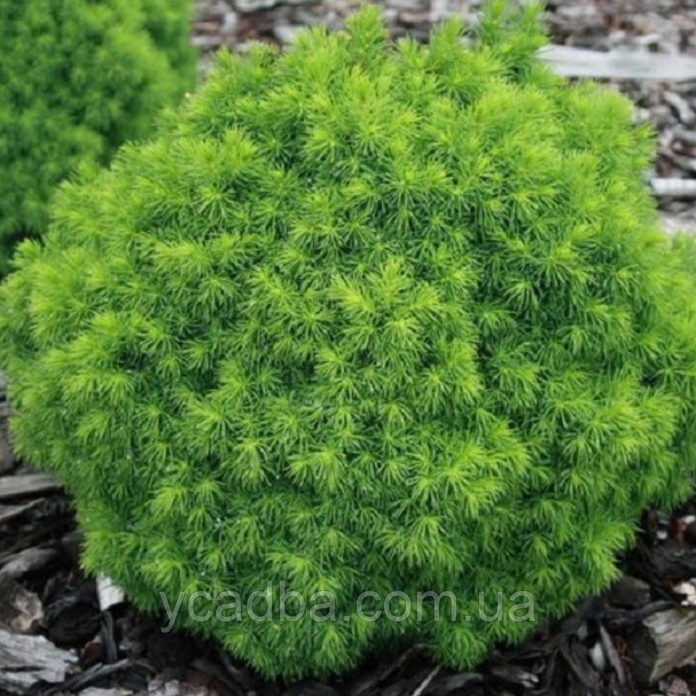 Ялина карликова канадська Альберта Глобе (горщик 1л), фото 1