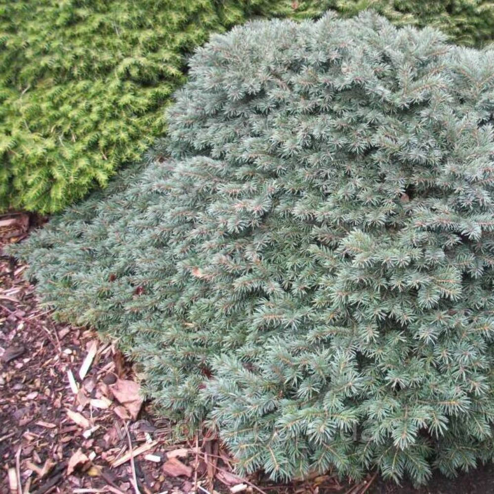 Ялина колюча Вальдбрун (горщик 1,5л), фото 1