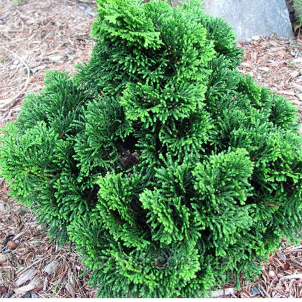 Кипарисовик Хебе (горщик 1,5л), фото 1