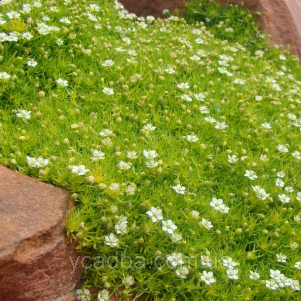 Мшанка шилоподібна Грін (горщик 0,5л), фото 1