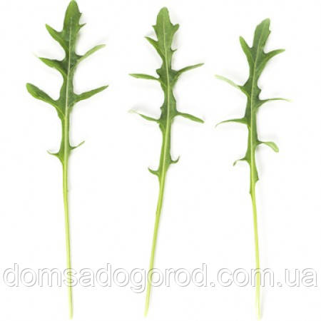 Рукола СИНОП | SINOPE Rijk Zwaan 1 000 000 шт.