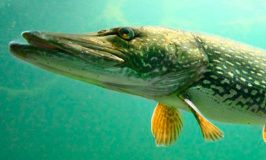 Гачки на хижу рибу