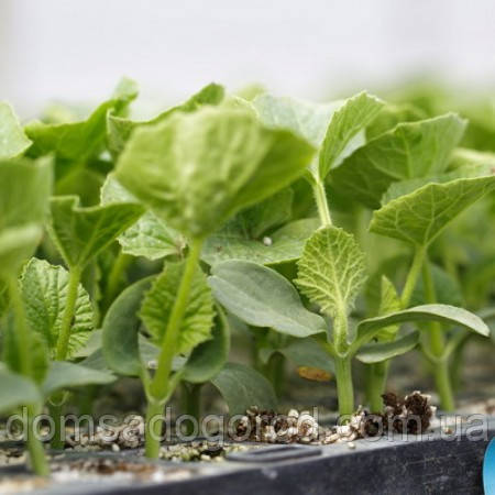 Підвой СФІНКС F1  ⁇  SPHINX F1 Rijk Zwaan 1000 шт