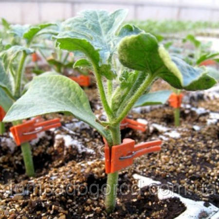 Підвой КОБАЛЬТ F1 |  KOBALT F1 Rijk Zwaan 1000 шт.