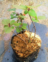 Скумпія. Саджанці в контейнерах Д12.