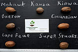 Горіх карія пекан сорт Kanza пізній насіння 10 шт для саджанців, фото 3