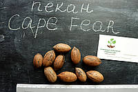 Орех кария Пекан Cape Fear (ранний) семена 10 шт