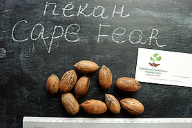 Горіх карія Пекан Cape Fear (ранній) насіння 10 шт
